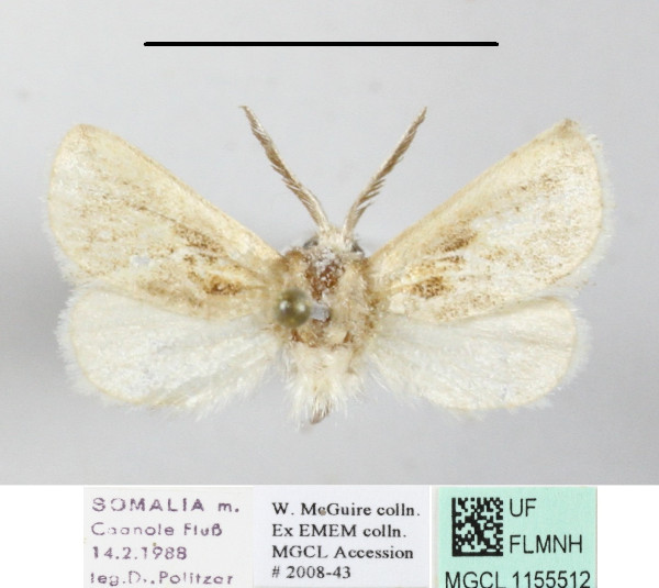 /filer/webapps/moths/media/images/N/nubifera_Metarbela_A_MGCLa_01.JPG