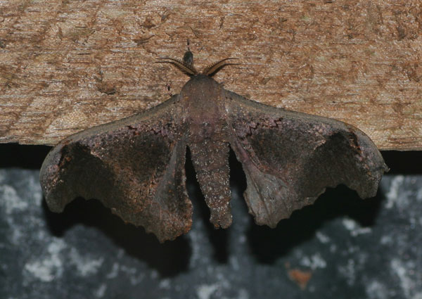 /filer/webapps/moths/media/images/N/nubifera_Micragone_A_Jorpeland.jpg