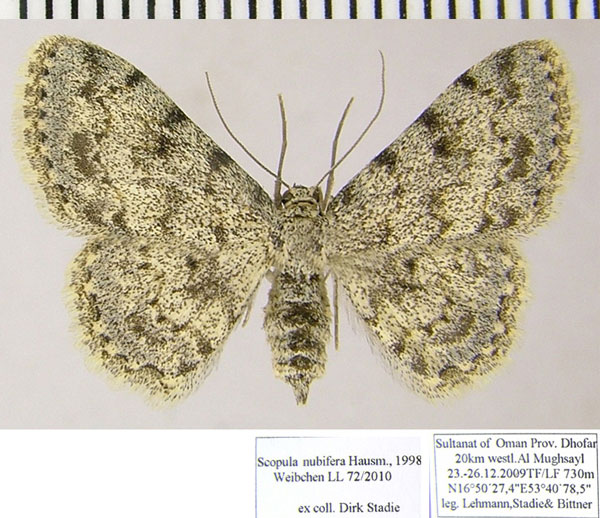 /filer/webapps/moths/media/images/N/nubifera_Scopula_AF_ZSMa.jpg