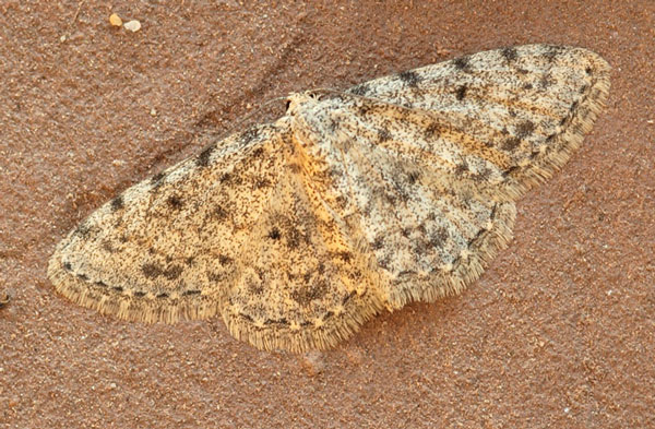 /filer/webapps/moths/media/images/N/nubifera_Scopula_A_ZSM.jpg