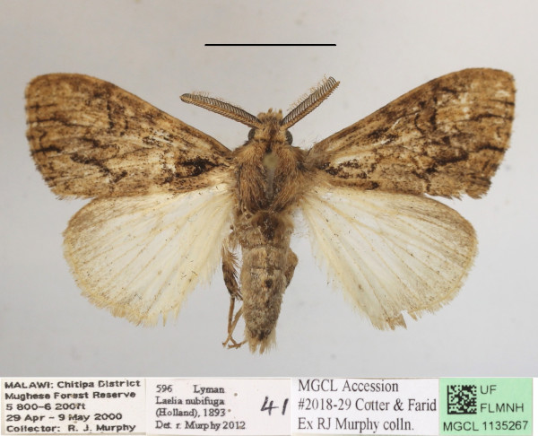 /filer/webapps/moths/media/images/N/nubifuga_Laelia_AM_MGCLa_02.JPG