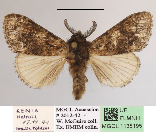 /filer/webapps/moths/media/images/N/nubifuga_Laelia_AM_MGCLa_03.JPG