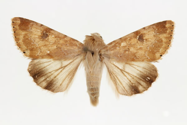 /filer/webapps/moths/media/images/N/nubigera_Heliothis_AM_RMCA.jpg