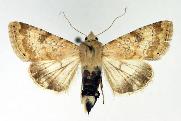 /filer/webapps/moths/media/images/N/nubigera_Heliothis_A_Aulombard.jpg