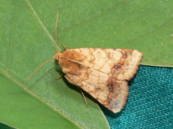 /filer/webapps/moths/media/images/N/nubigera_Heliothis_A_Goff_03.jpg