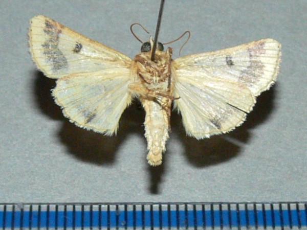 /filer/webapps/moths/media/images/N/nubigera_Heliothis_A_Goffb_01.jpg