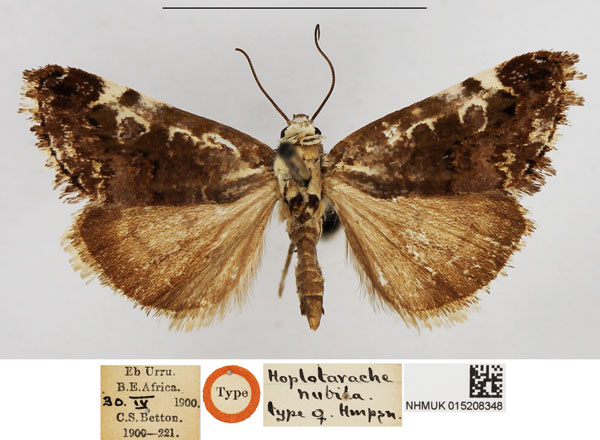 /filer/webapps/moths/media/images/N/nubila_Hoplotarache_PLT_NHMUK.jpg