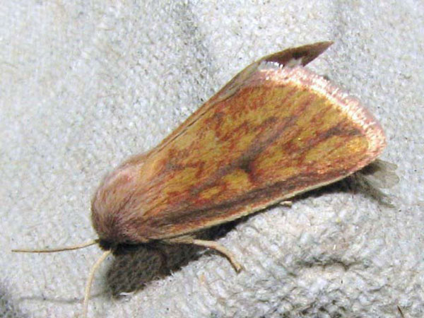 /filer/webapps/moths/media/images/N/nubila_Masalia_A_Goff.jpg