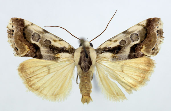 /filer/webapps/moths/media/images/N/nubilata_Acontia_AM_Aulombard_02.jpg