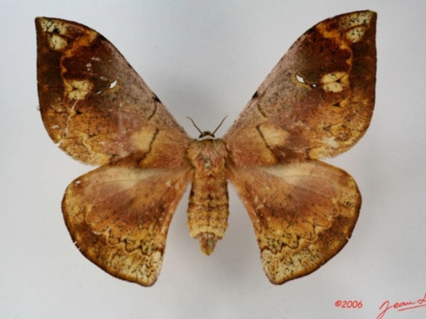 /filer/webapps/moths/media/images/N/nubilata_Goodia_AF_Albert.jpg