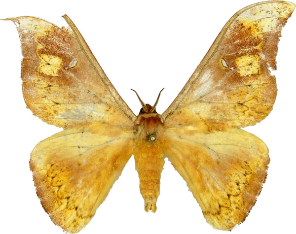 /filer/webapps/moths/media/images/N/nubilata_Goodia_AM_MCJM.jpg