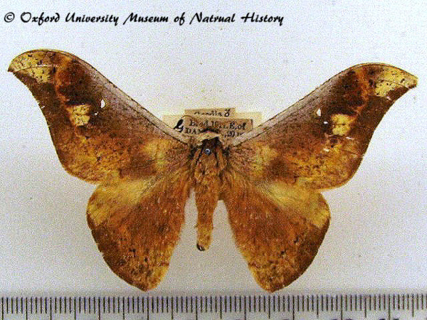 /filer/webapps/moths/media/images/N/nubilata_Goodia_AM_OUMNH.jpg