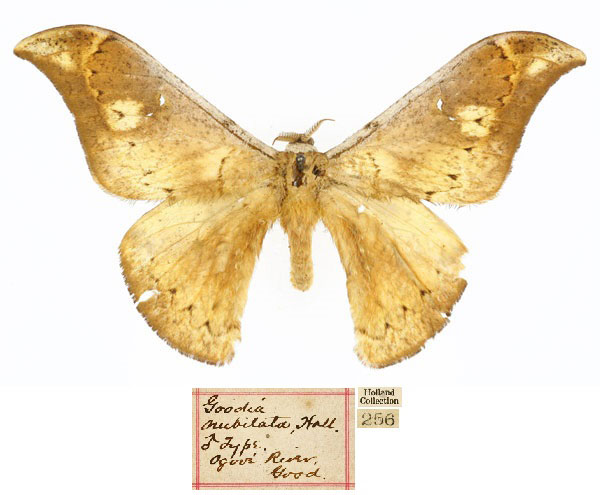 /filer/webapps/moths/media/images/N/nubilata_Goodia_LT_CMP_01_QDT9MLu.jpg
