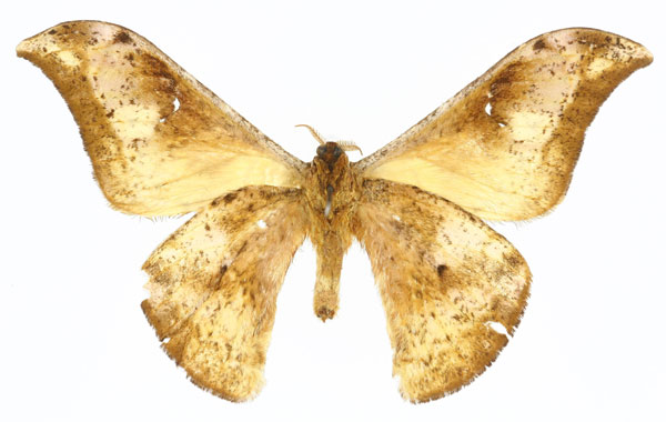 /filer/webapps/moths/media/images/N/nubilata_Goodia_LT_CMP_02.jpg