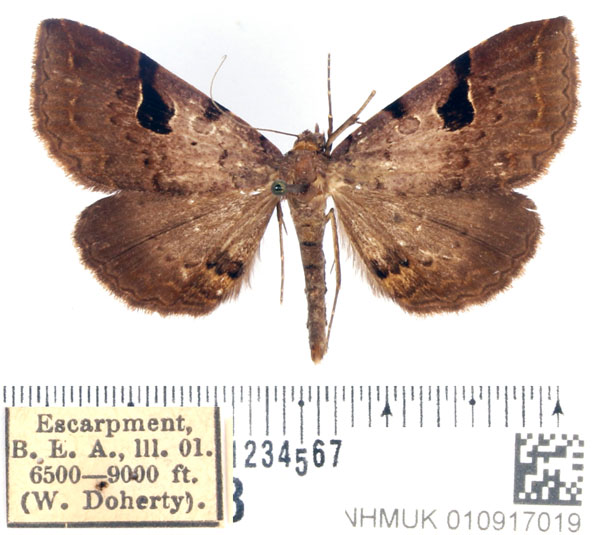 /filer/webapps/moths/media/images/N/nubilata_Rhesala_AM_BMNH_01.jpg