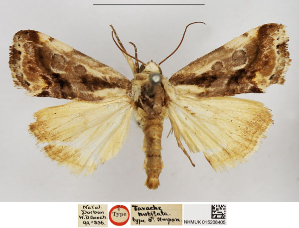 /filer/webapps/moths/media/images/N/nubilata_Tarache_HT_NHMUK.jpg