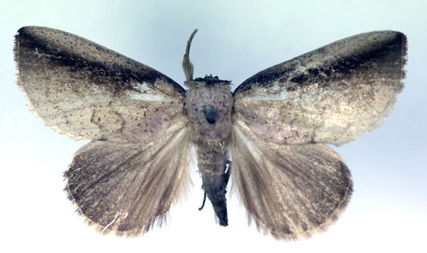 /filer/webapps/moths/media/images/N/nubilicosta_Periplusia_A_RMCA.jpg