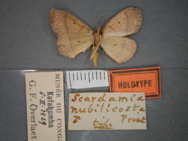 /filer/webapps/moths/media/images/N/nubilicosta_Scardamia_HT_RMCA_02.jpg