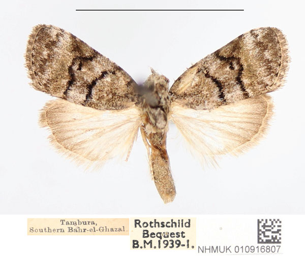 /filer/webapps/moths/media/images/N/nubilosa_Garella_AM_NHMUK.jpg