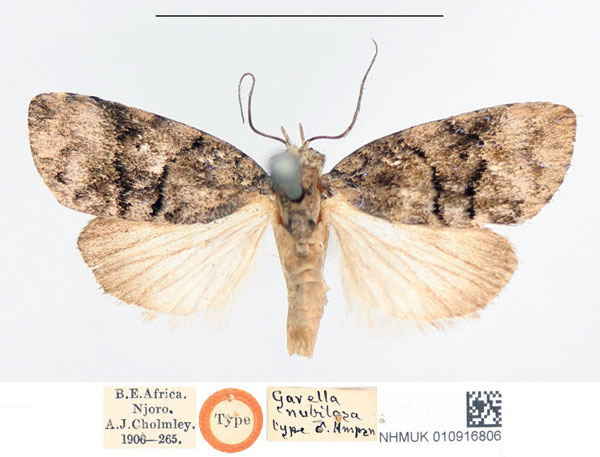 /filer/webapps/moths/media/images/N/nubilosa_Garella_HT_NHMUK.jpg