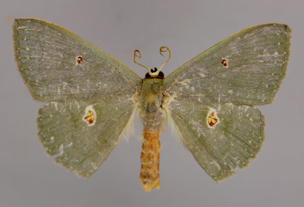 /filer/webapps/moths/media/images/N/nucleata_Somatina_A_ZSM_01.jpg
