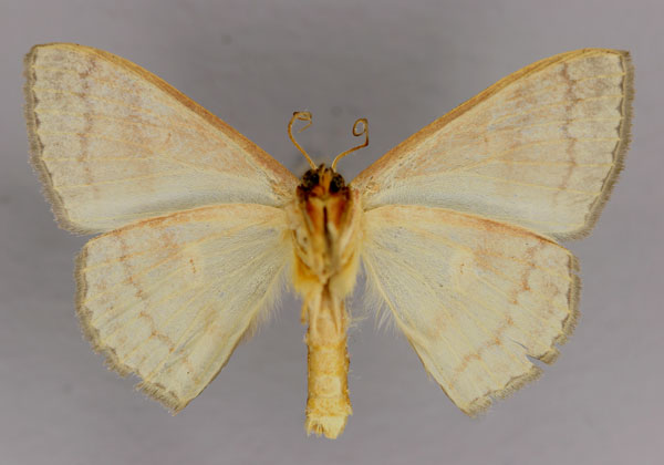 /filer/webapps/moths/media/images/N/nucleata_Somatina_A_ZSM_02.jpg