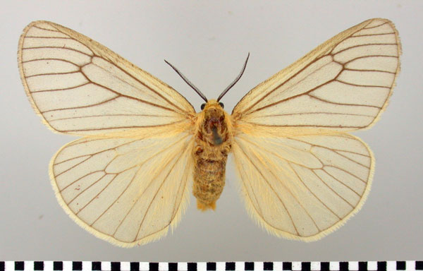 /filer/webapps/moths/media/images/N/nuda_Ruanda_AF_TMSA.jpg