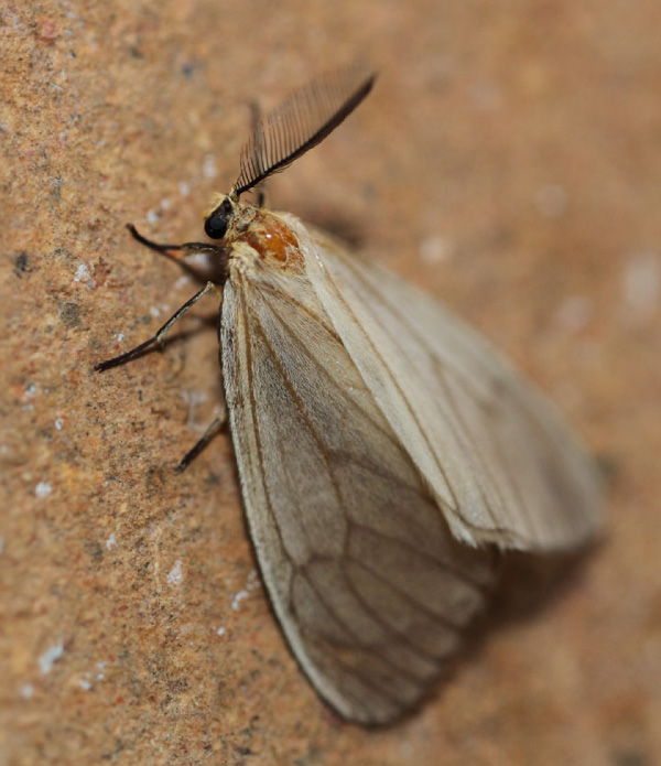 /filer/webapps/moths/media/images/N/nuda_Ruanda_AM_Voaden.jpg