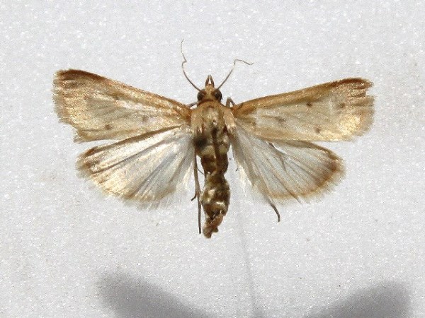 /filer/webapps/moths/media/images/N/nudalis_Achyra_A_Goff_01.jpg