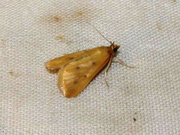 /filer/webapps/moths/media/images/N/nudalis_Achyra_A_Goff_02.jpg