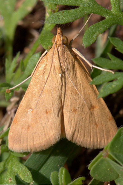 /filer/webapps/moths/media/images/N/nudalis_Achyra_A_Heyns_01.jpg