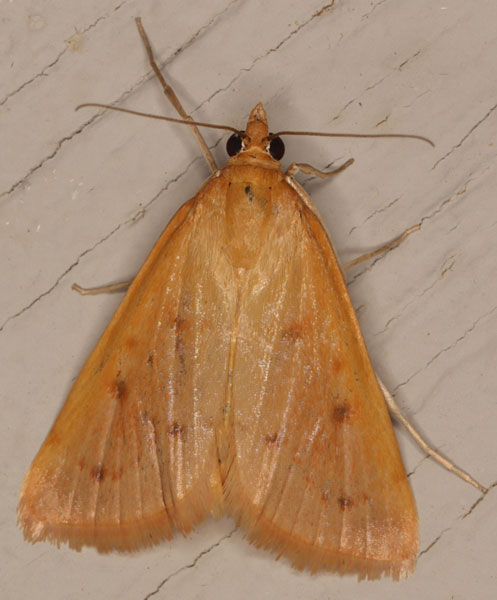 /filer/webapps/moths/media/images/N/nudalis_Achyra_A_Heyns_02.jpg