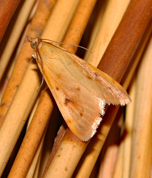 /filer/webapps/moths/media/images/N/nudalis_Achyra_A_Roland_01.jpg