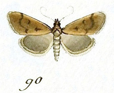 /filer/webapps/moths/media/images/N/nudalis_Pyralis_ST_Hubner_14-90.jpg