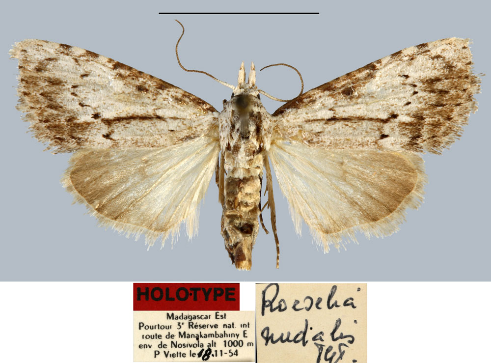/filer/webapps/moths/media/images/N/nudalis_Roeselia_HT_MNHN.jpg