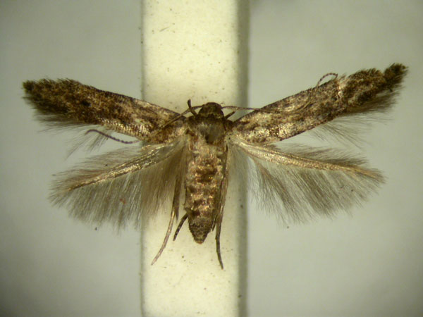 /filer/webapps/moths/media/images/N/nudicornis_Ascalenia_AF_TMSA.jpg