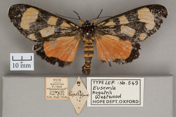 /filer/webapps/moths/media/images/N/nugatrix_Eusemia_HT_OUMNH_01.jpg