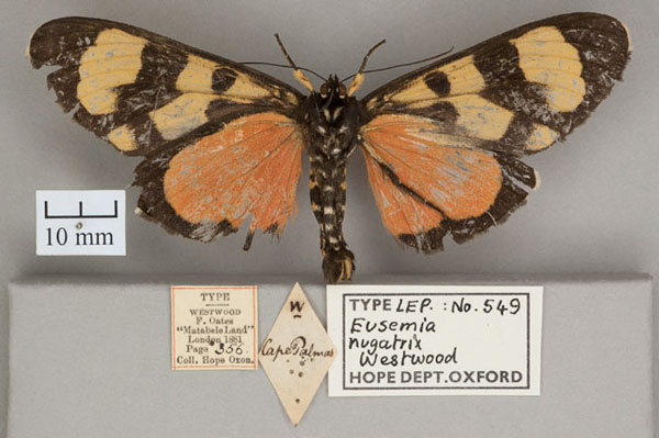 /filer/webapps/moths/media/images/N/nugatrix_Eusemia_HT_OUMNH_02.jpg