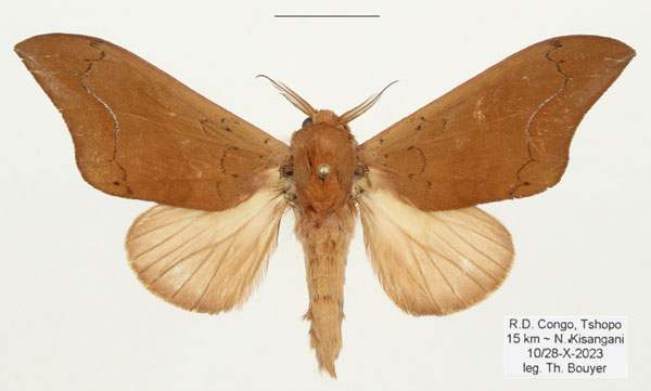 /filer/webapps/moths/media/images/N/numenius_Brachychira_AM_Bouyera.jpg