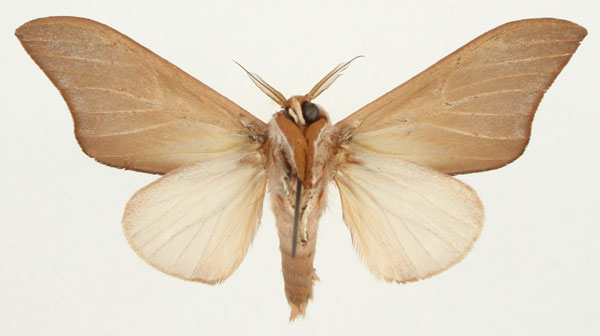 /filer/webapps/moths/media/images/N/numenius_Brachychira_AM_Bouyerb.jpg