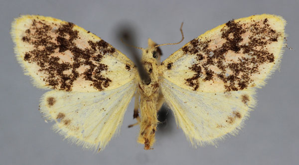/filer/webapps/moths/media/images/N/numida_Afrasura_A_BMNH_XG8iQgr.jpg