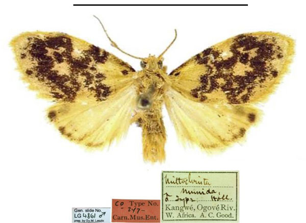 /filer/webapps/moths/media/images/N/numida_Miltochrista_LT_CMNH.jpg