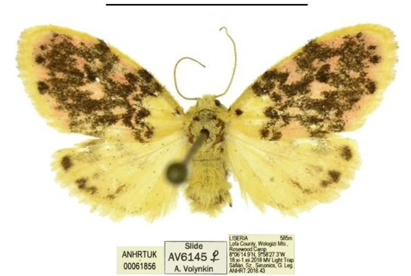 /filer/webapps/moths/media/images/N/numida_Siccasura_AF_ANHRT.jpg