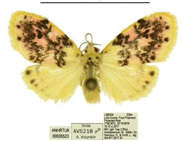 /filer/webapps/moths/media/images/N/numida_Siccasura_AM_ANHRT.jpg