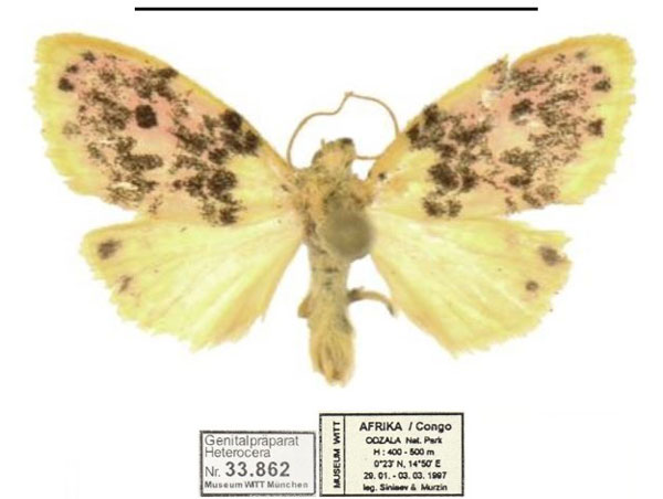 /filer/webapps/moths/media/images/N/numida_Siccasura_AM_MWM.jpg