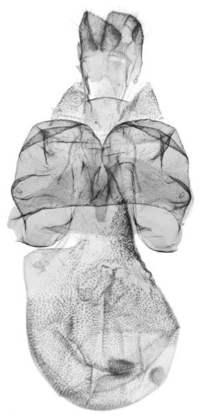 /filer/webapps/moths/media/images/N/numida_Siccasura_GF_ANHRT-6151.jpg