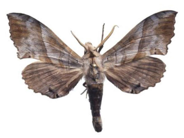 /filer/webapps/moths/media/images/N/numosae_Rufoclanis_AM_AMUP.jpg