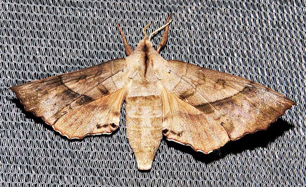 /filer/webapps/moths/media/images/N/numosae_Rufoclanis_A_Braun_3.jpg