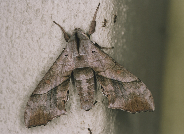/filer/webapps/moths/media/images/N/numosae_Rufoclanis_A_Roland_01.jpg