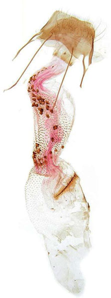 /filer/webapps/moths/media/images/N/nuriana_Homaloxestis_GFPT_RMCA.jpg